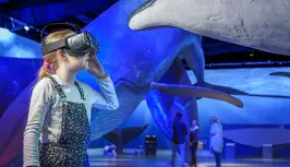 Whales in Reykjavík