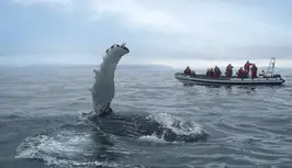 1 - BOAT_WHALE_0.jpg