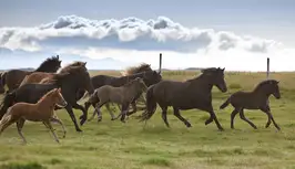 íshestar-raggi th.jpg