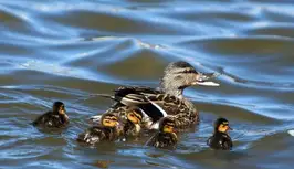 news-lets-help-the-ducklings.jpg