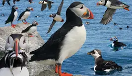 puffin_from_the_crossley_id_guide_eastern_birds.jpg