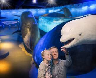 whales_of_iceland.png