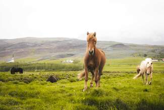 Horseriding in Reykjavík
