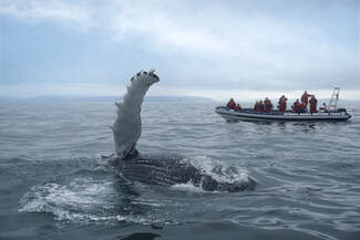 1 - BOAT_WHALE_0.jpg