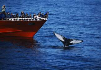 4_Humpback_boat_1.original.format-jpeg.jpg