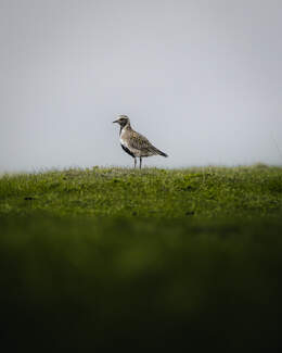 bird