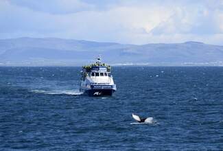 Whale-Watching_SpecialToursIceland5-1024x693.jpg