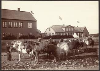 Horses in Reykjavík