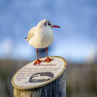 Bakkatjörn