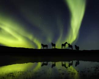northernlightshorses.png