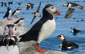 puffin_from_the_crossley_id_guide_eastern_birds.jpg