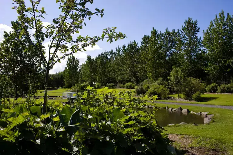 Green grass and trees