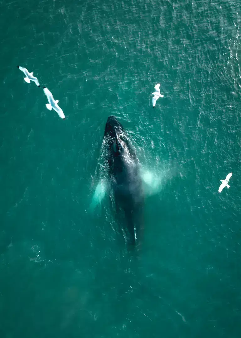 Whales in Reykjavík