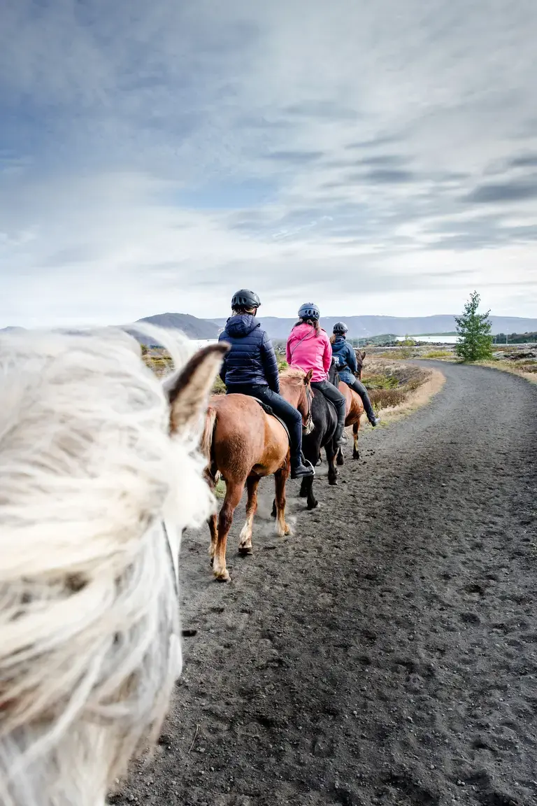 Horseriding in Reykjavík