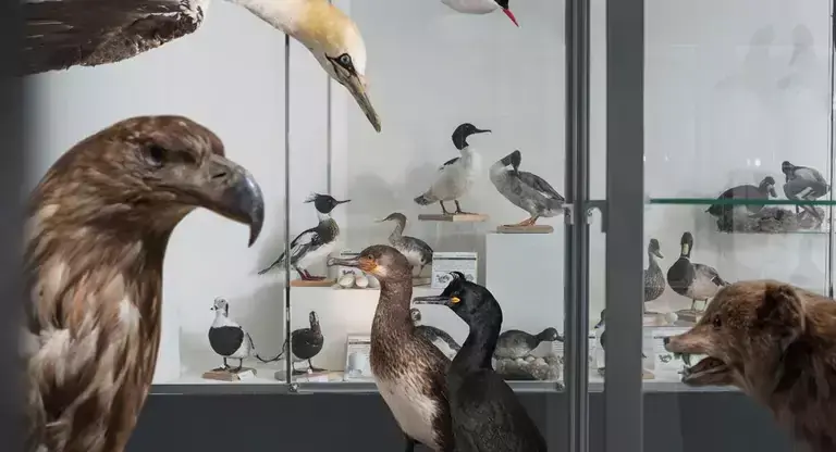 Taxidermi Icelandic birds