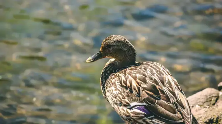A duck