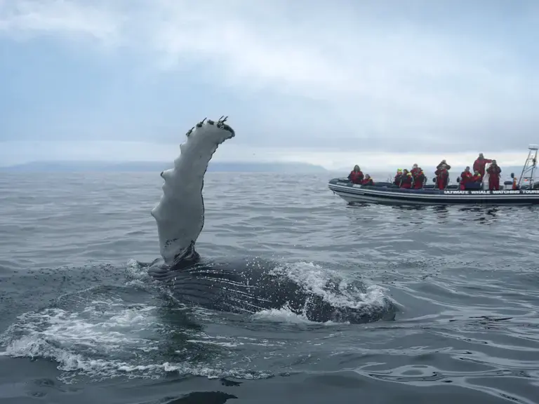 1%20-%20BOAT_WHALE_0