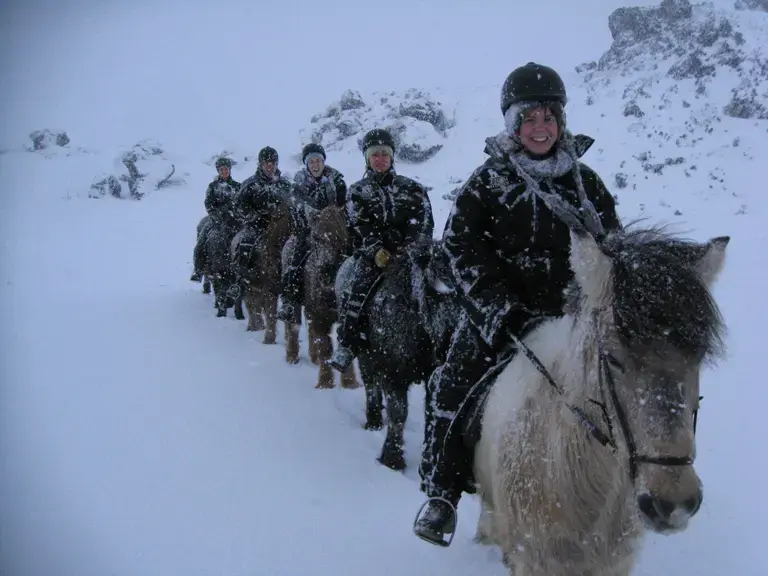 The Icelandic Horse
