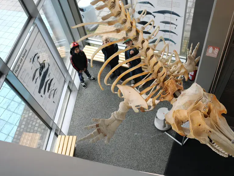 Krakkar í Náttúrufræðistofu Kóp