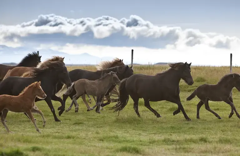 horses in Reykjavík