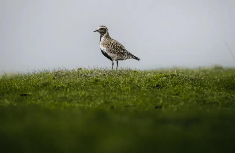 bird