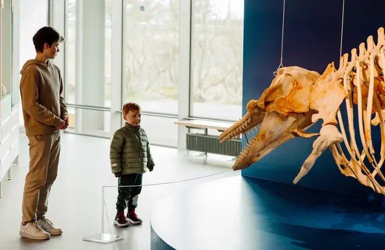 Natural history Museum of Kópavogur