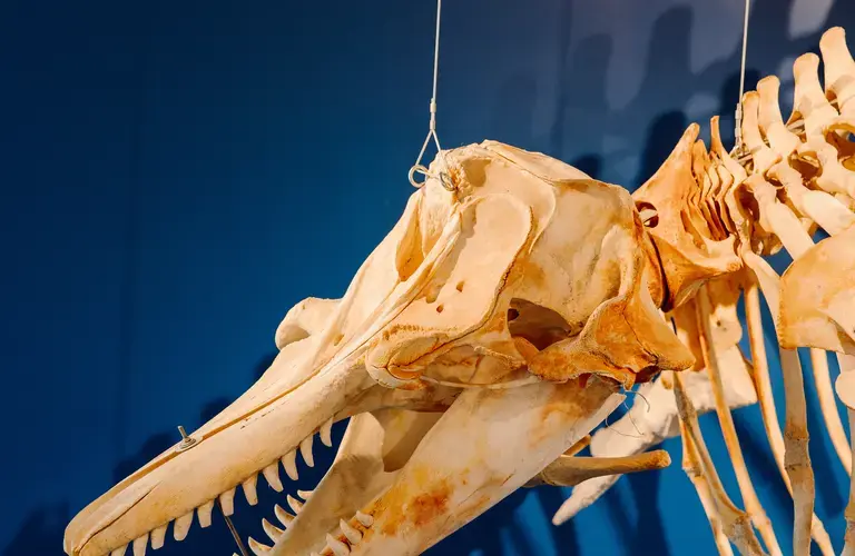 natural history museum 3 - credit Leifur Wilberg Orrason.jpg