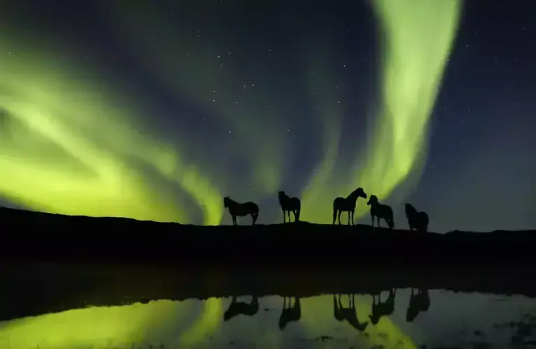 Horses under the northern lights
